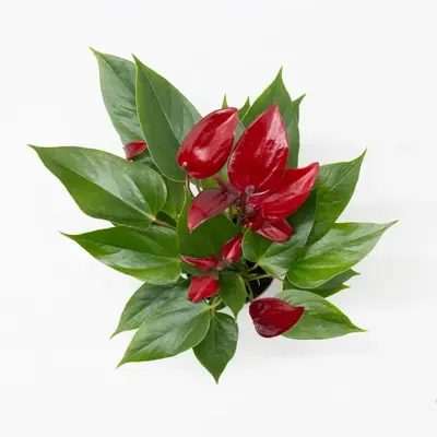 Anthurium 'Banderola Lava' (Flamingoplant) 30cm - afbeelding 2