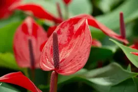 Anthurium 'Banderola Lava' (Flamingoplant) 30cm - afbeelding 3
