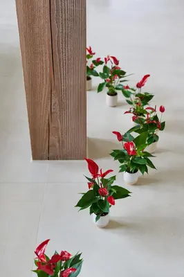 Anthurium 'Banderola Lava' (Flamingoplant) 30cm - afbeelding 2