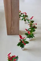 Anthurium 'Banderola Lava' (Flamingoplant) 30cm - afbeelding 2