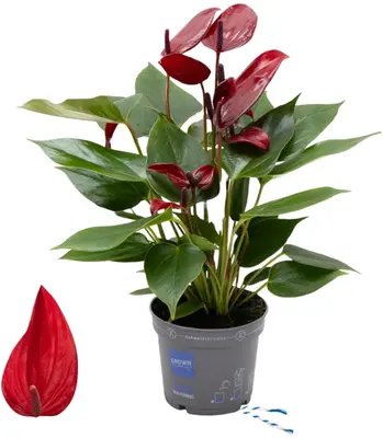 Anthurium 'Banderola Lava' (Flamingoplant) 30cm - afbeelding 1