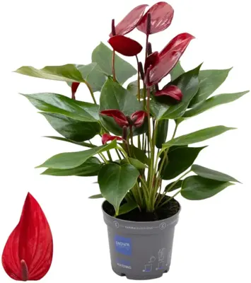 Anthurium 'Banderola Lava' (Flamingoplant) 30cm - afbeelding 1