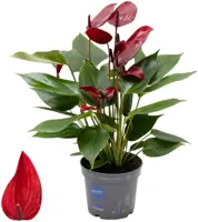Anthurium 'Banderola Lava' (Flamingoplant) 30cm - afbeelding 1
