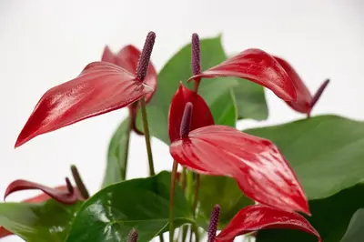 Anthurium Banderola Lava (Flamingoplant) 45cm - afbeelding 3