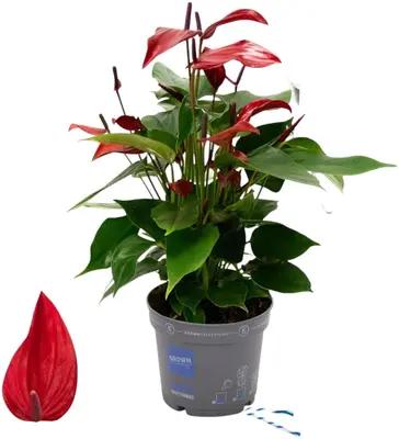 Anthurium Banderola Lava (Flamingoplant) 45cm - afbeelding 1