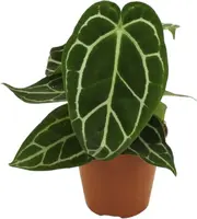 Anthurium 'Christalinum' (Aderplant) 25cm - afbeelding 1