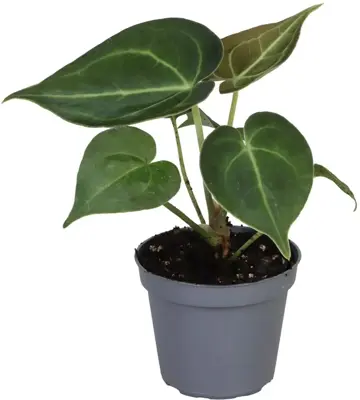 Anthurium clarinervium 12cm - afbeelding 1