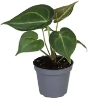 Anthurium clarinervium 12cm - afbeelding 1