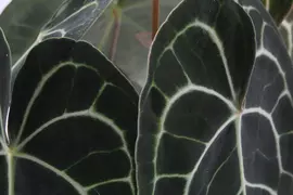 Anthurium clarinervium (Aderplant) 25cm - afbeelding 2