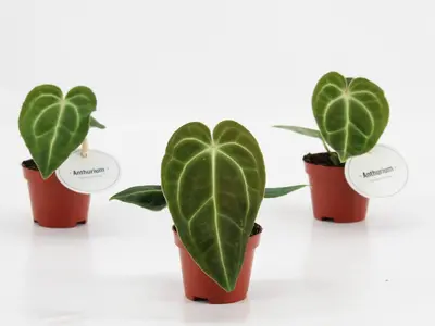 Anthurium crystallinum x regale 15cm - afbeelding 2