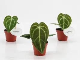 Anthurium crystallinum x regale 15cm - afbeelding 2