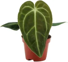 Anthurium crystallinum x regale 15cm - afbeelding 1