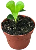 Anthurium 'Delta Force' 15cm - afbeelding 1