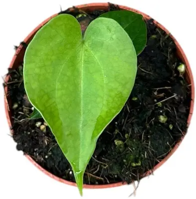 Anthurium 'Delta Force' 15cm - afbeelding 2