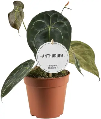 Anthurium Forgetti 35cm - afbeelding 1