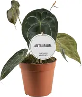 Anthurium Forgetti 35cm - afbeelding 1