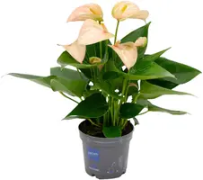 Anthurium 'Joli Peach' (Flamingoplant) 30cm - afbeelding 1