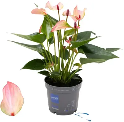 Anthurium 'Karma Hotlips' (Flamingoplant) 25cm - afbeelding 1