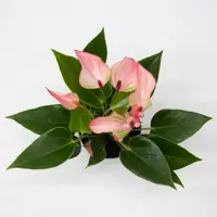 Anthurium 'Karma Hotlips' (Flamingoplant) 25cm - afbeelding 2