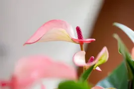 Anthurium 'Karma Hotlips' (Flamingoplant) 25cm - afbeelding 4