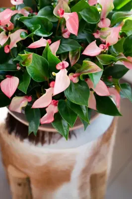 Anthurium 'Karma Hotlips' (Flamingoplant) 25cm - afbeelding 3