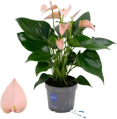 Anthurium 'Karma Peach' (Flamingoplant) 45cm - afbeelding 1