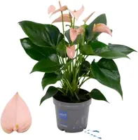 Anthurium 'Karma Peach' (Flamingoplant) 45cm - afbeelding 1