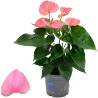 Anthurium 'KARMA Pink' (Flamingoplant) 45cm - afbeelding 1