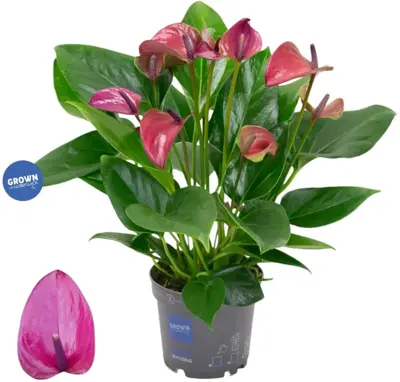 Anthurium 'Karma Purple' (Flamingoplant) 45cm - afbeelding 1