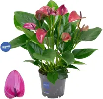 Anthurium 'Karma Purple' (Flamingoplant) 45cm - afbeelding 1