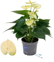 Anthurium 'Lime Vanilla' (Flamingoplant) 45cm - afbeelding 1