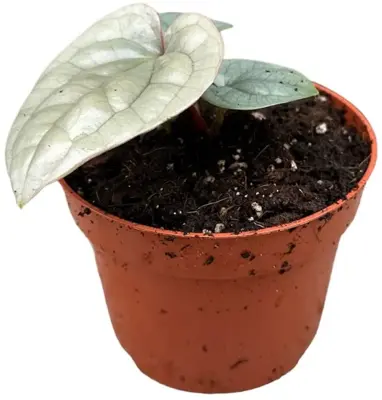Anthurium 'Luxurians' (Flamingoplant) 15cm - afbeelding 2