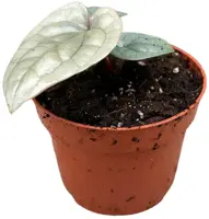 Anthurium 'Luxurians' (Flamingoplant) 15cm - afbeelding 2