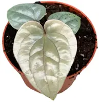 Anthurium 'Luxurians' (Flamingoplant) 15cm - afbeelding 1