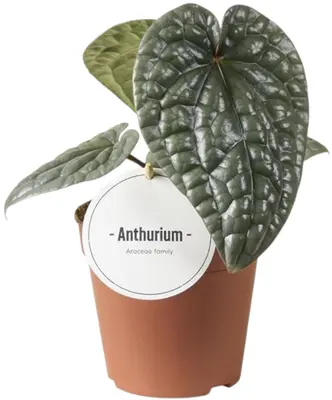 Anthurium Luxurians (Flamingoplant) 25cm - afbeelding 1