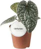 Anthurium Luxurians (Flamingoplant) 25cm - afbeelding 1