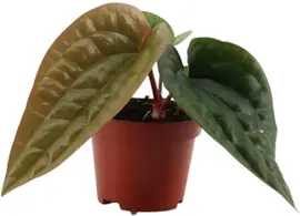 Anthurium Luxurians x Radicans (Flamingoplant) 15cm - afbeelding 1