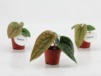 Anthurium Luxurians x Radicans (Flamingoplant) 15cm - afbeelding 2