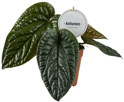 Anthurium Luxurians x Radicans (Flamingoplant) 20cm - afbeelding 1
