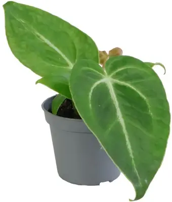 Anthurium 'Magnificum' 12cm - afbeelding 1
