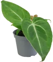 Anthurium 'Magnificum' 12cm - afbeelding 1