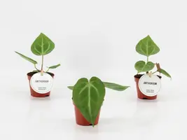 Anthurium Magnificum 20cm - afbeelding 2