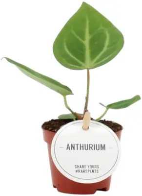 Anthurium Magnificum 20cm - afbeelding 1