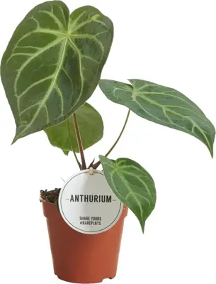 Anthurium Magnificum (Flamingoplant) 25cm - afbeelding 1