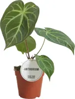 Anthurium Magnificum (Flamingoplant) 25cm - afbeelding 1