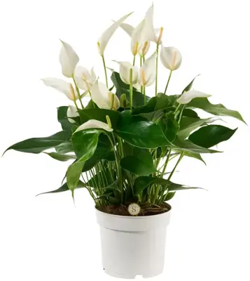 Anthurium 'Mille Fleurs Cava' (Flamingoplant) 55cm - afbeelding 1