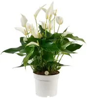 Anthurium 'Mille Fleurs Cava' (Flamingoplant) 55cm - afbeelding 1