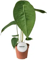 Anthurium Peltigerum 45cm - afbeelding 1