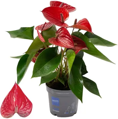 Anthurium 'Picanta Red' (Flamingoplant) 45cm - afbeelding 1