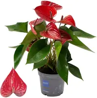 Anthurium 'Picanta Red' (Flamingoplant) 45cm - afbeelding 1